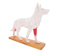 PRETYZOOM Anatomical Dog Model with Acupuncture Points for Veterinary Teaching Bright Colored Canine Muscle Structure Medical Anatomy Training Tool for Lab Practice and Study