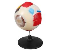 PRETYZOOM Anatomical Eye Model Enlarged Human Eyeball Display for Teaching and Research Realistic Simulation for and Understanding of Eye Structure