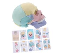 PRETYZOOM Detachable Anatomical Skull Model Realistic Human Skull Educational Medical Teaching Tool for Students and Research with Easy Assembly and Detailed Anatomy