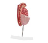 PRETYZOOM Dissection Model Human Body Anatomy Enlarged Male Reproductive System Model for Educational Display and Teaching Realistic Human Organ Structure