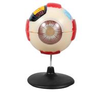 PRETYZOOM Human Eye Anatomical Model 6x Enlarged Teaching Display Plastic