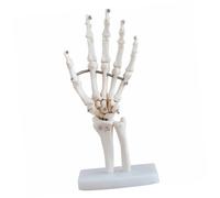 PRETYZOOM Human Hand Joint Skeleton Model with Base Medical Anatomical Teaching Aid for Doctors Office Laboratory School Study of Wrist Carpal Bones and Finger Joints