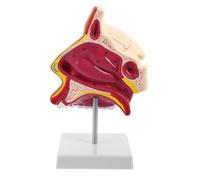PRETYZOOM Human Nasal Cavity Model for Study and Speech Therapy, Anatomical Nose Structure with Plastic and Metal Materials, Educational Anatomy Visualization and Tactile Recognition Aid