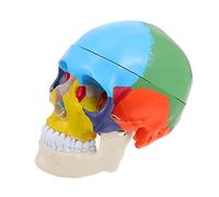 PRETYZOOM Human Skull Model Realistic Anatomical Teaching Prop for Medical Students Educational Human Head Model for Anatomy Studies Detailed Morphology Display for Learning
