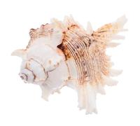 PRETYZOOM Large Shell Natural Conch 14-16 CM Large Striped Shell for Vase Filler Sea Ornament Wedding Decoration Aquarium Photo Props