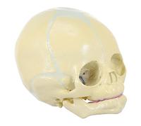 PRETYZOOM Life Sized PVC Skull Model with Movable Mandible Realistic Anatomy Teaching Aid for Medical Study and Education Human Head Display Tool for Schools and Hospitals