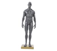 PRETYZOOM Male Muscle Anatomical Model for Artists Human Body Muscle Structure Study Tool with Detailed Superficial and Tendons Portable Educational Reference for Drawing and Random Color