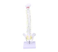 PRETYZOOM Medical Training Human Spine Model for Students and Nurses Detailed PVC Anatomical Vertebral Column with Nerve Roots and Intervertebral Discs Practical Teaching Skeleton for