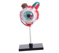 PRETYZOOM Realistic Eye Anatomy Model Educational for Human Organ Puzzle for Science Learning and Visual System Understanding Childsafe Design for Home School and Kindergarten Family Bonding