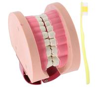 PRETYZOOM Realistic Human Teeth Model for Educational Teaching Tool for Elementary Science Experiments Safe and Classroom Resource for Engaging Learning