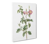 Prickly Sweet Briar Rose In Pink By Pierre Joseph Redoute Canvas Print | Gallery Wrapped 30mm Frame Wall Art | 24x16 inches | Ready to Hang | Retro Floral Picture | Living Room Bedroom Lounge Office