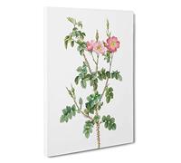 Prickly Sweet Briar Rose in Pink by Pierre-Joseph Redoute Canvas Print | Gallery Wrapped 30mm Frame Wall Art | 30x20 inches | Ready to Hang | Modern Floral Picture | Living Room Bedroom Lounge Office