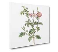 Prickly Sweet Briar Rose in Pink by Pierre Joseph Redoute Canvas Print | Gallery Wrapped 30mm Frame Wall Art | 14x14 inches | Ready to Hang | Retro Floral Picture | Living Room Bedroom Lounge Office