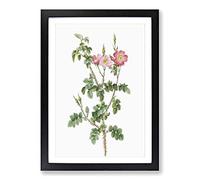 Prickly Sweet Briar Rose in Pink by Pierre-Joseph Redoute Framed Print | A2 Black Framed Wall Art | Ready to Hang | Modern Floral Picture | Living Room Bedroom Lounge Office