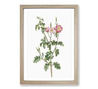 Prickly Sweet Briar Rose in Pink by Pierre-Joseph Redoute Framed Print | A2 Oak Framed Wall Art | Ready to Hang | Modern Floral Picture | Living Room Bedroom Lounge Office