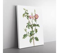 Prickly Sweet Briar Rose In Pink By Pierre Joseph Redoute Vintage Canvas Wall Art Print Ready to Hang, Framed Picture for Living Room Bedroom Home Office Décor, 50x35 cm (20x14 Inch)