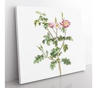 Prickly Sweet Briar Rose in Pink by Pierre Joseph Redoute Vintage Canvas Wall Art Print Ready to Hang, Framed Picture for Living Room Bedroom Home Office Décor, 50x50 cm (20x20 Inch)