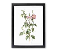 Prickly Sweet Briar Rose In Pink By Pierre Joseph Redoute Vintage Framed Print | A2 Black Framed Wall Art | Ready to Hang | Classic Floral Picture | Living Room Bedroom Lounge Office