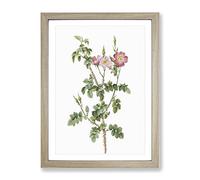 Prickly Sweet Briar Rose In Pink By Pierre Joseph Redoute Vintage Framed Print | A3 Oak Framed Wall Art | Ready to Hang | Classic Floral Picture | Living Room Bedroom Lounge Office