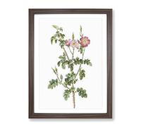 Prickly Sweet Briar Rose In Pink By Pierre Joseph Redoute Vintage Framed Print | A3 Walnut Framed Wall Art | Ready to Hang | Classic Floral Picture | Living Room Bedroom Lounge Office