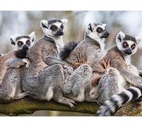 Primate Mammals: Diverse Forest Dwellers