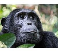 Primate Safaris