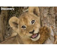 PRIME 3D | Animal Planet - Lion Cub | 3D Lenticular Jigsaw Puzzle | 46cm x 31cm - 150 pcs | Games & Puzzles | Ages 5+