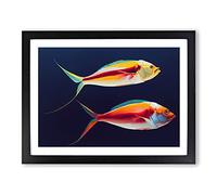 Prime Fish BLK Framed Print | A2 Black Framed Wall Art | Ready to Hang | Modern Animal Picture | Living Room Bedroom Lounge Office