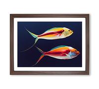 Prime Fish BLK Framed Print | A3 Walnut Framed Wall Art | Ready to Hang | Modern Animal Picture | Living Room Bedroom Lounge Office