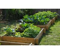 Primrose 350 Litres Chamberlain Garden Wooden Raised Grow Bed 100Cm X 100Cm