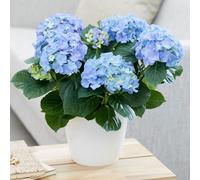 Primrose 40Cm Hydrangea Macrophylla Early Blue Plant Houseplant 14Cm Pot