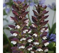 Primrose Acanthus Mollis Bears Breeches 9Cm Pot Perennial Plant