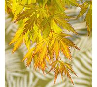 Primrose Acer Palmatum Orange Lace Japanese Maple 3 Litre Pot Grafted Shrub Plant