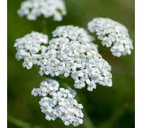 Primrose Achillea Millefolium Common Yarrow 9Cm Pot Perennial Wildflower Plant