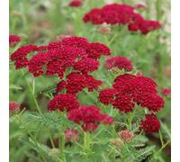 Primrose Achillea Millefolium Pomegranate Yarrow 9Cm Pot Perennial Plant