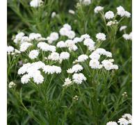 Primrose Achillea Ptarmica The Pearl Sneezewort 9Cm Pot Perennial Plant