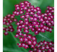 Primrose Achillea Summerwine Yarrow 9Cm Pot Perennial Plant