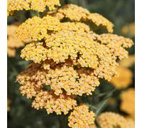 Primrose Achillea Terracotta Yarrow 9Cm Pot Perennial Plant