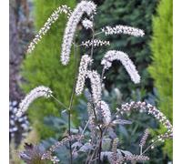 Primrose Actaea Queen Of Sheba Baneberry 9Cm Pot Perennial Plant
