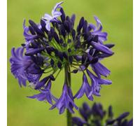 Primrose Agapanthus Northern Star African Lily 9Cm Pot Perennial Plant