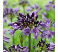 Primrose Agapanthus Poppin Purple African Lily 9Cm Pot Perennial Plant