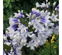 Primrose Agapanthus Twister African Lily 9Cm Pot Perennial Plant