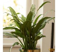 Primrose Aglaonema Cutlass Chinese Evergreen 14Cm Pot 40Cm Tall Foliage House Plants