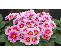 Primrose Alaska Appleblossom F1 24 Plants