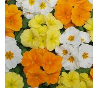 Primrose 'Alaska Bright & Breezy Mix'. 7cm Plant x 3. Primula plants, winter bedding flowers. Bedwen Plants Online Garden Centre
