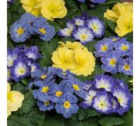 Primrose 'Alaska Spring Sunshine Mix'. 7cm Plant x 3. Primula plants, winter bedding flowers. Bedwen Plants Online Garden Centre