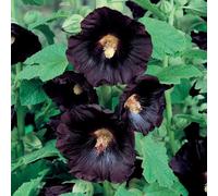 Primrose Alcea Rosea Hollyhock 9Cm Pot Perennial Plant