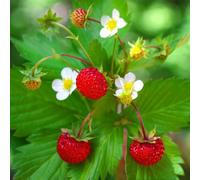 Primrose Alpine Strawberry Fragaria Vesca 9Cm Pot Fruiting Garden Plant