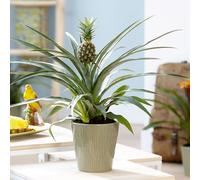 Primrose Ananas Comosus Pineapple Live 40cm Plant Houseplant 12cm Pot in Green Primrose Green