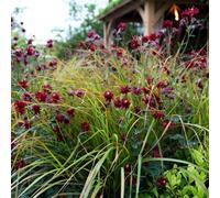 Primrose Anemanthele Lessoniana Pheasants Tail Grass 9Cm Pot Grass Plant